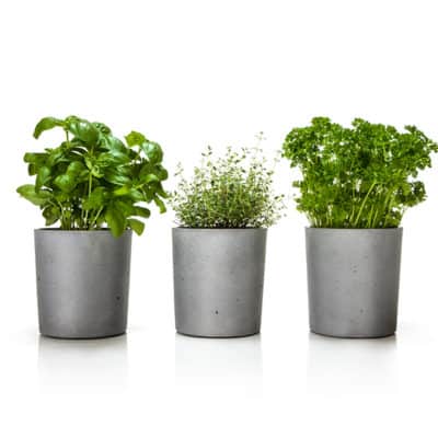three concrete flower pot with herbs