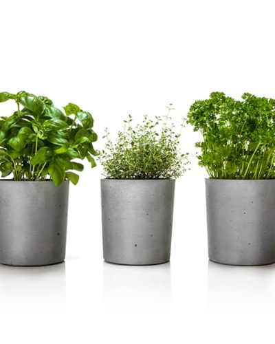 Beton Blumentopf mit Küchenkräuter