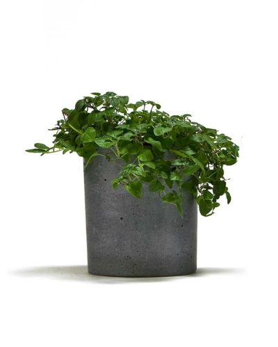 cachepots made of concrete