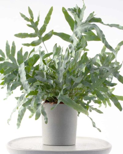 concrete flower pot with herbs