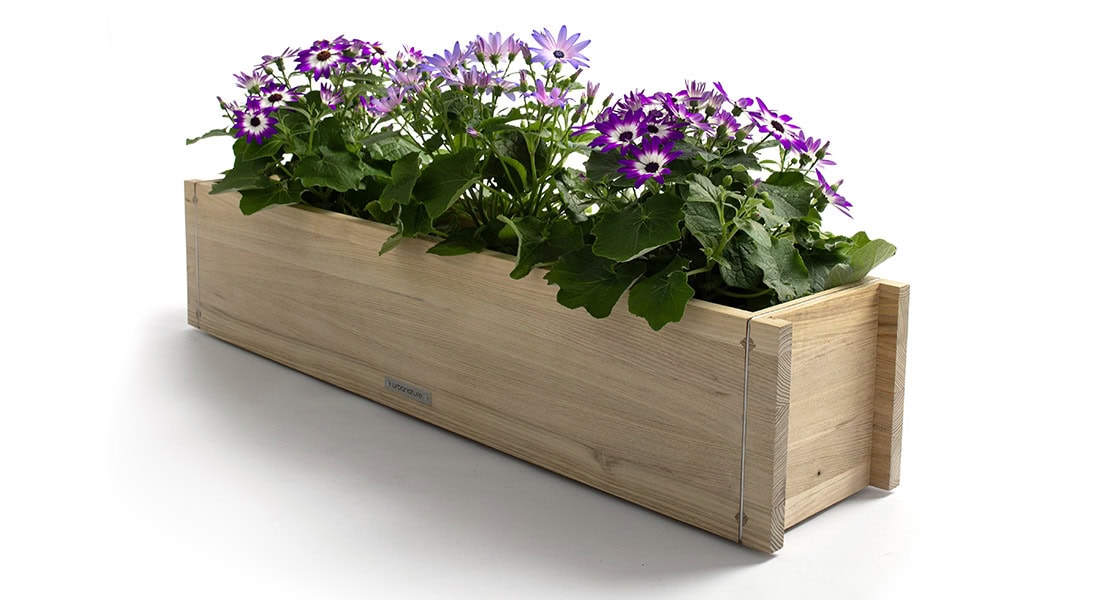 Blumenkasten Robinie Aschenblume