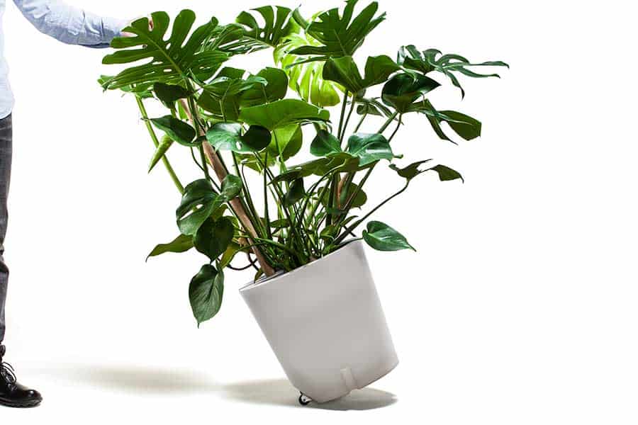 Blumenkübel mit Rollen Monstera