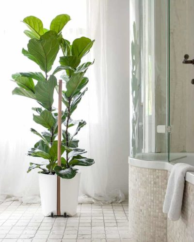 fahrbarer Blumenkübel weiß mit Geigenfeige