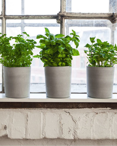 concrete flower pot with herbs