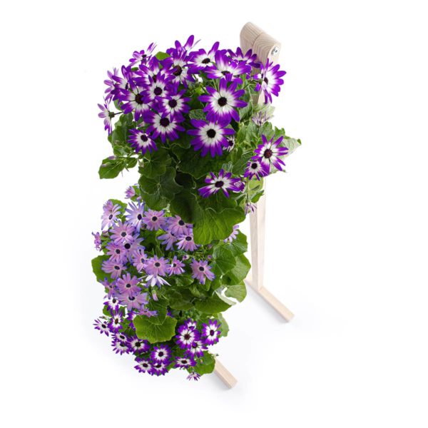 Pflanzenleiter Mit Ascheblume Esche Natur
