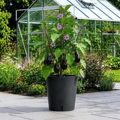 plant pot with wheels, aubergine, anthrazit