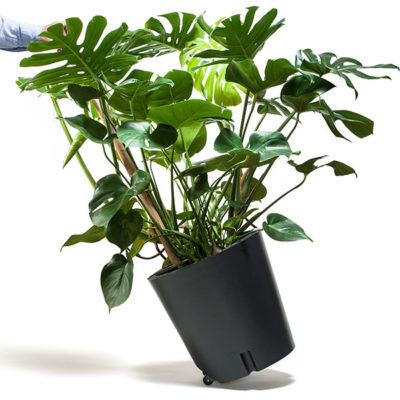 planter on wheels with monstera