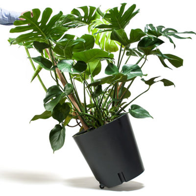 Blumenkübel mit Rollen und Monstera