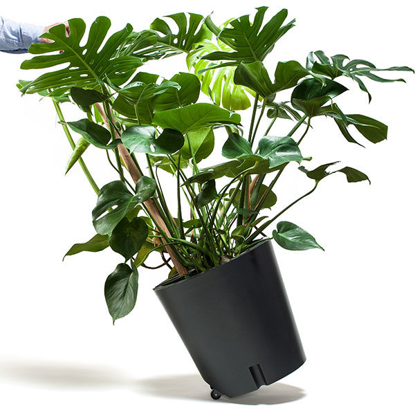 planter on wheels with monstera