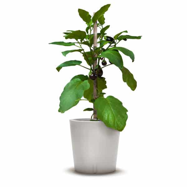 Pflanzkübel mit Aubergine, urban gardening