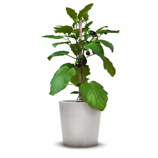 Pflanzkübel mit Aubergine, urban gardening