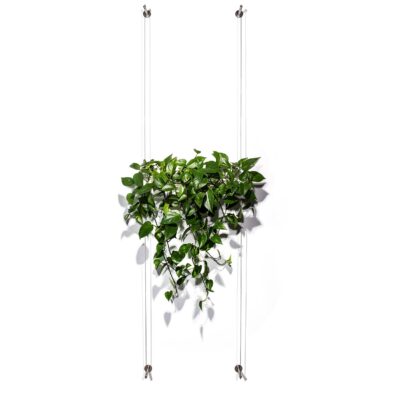 Wandbegrünung hydroponische Philodendron