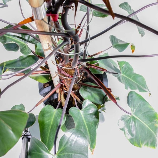 Rank Spalier Philodendron