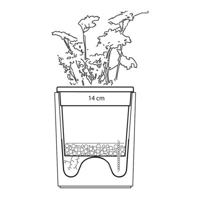 Beton Übertopf Mit Basilikum