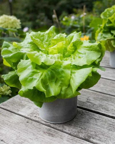 concrete flower pot with herbs