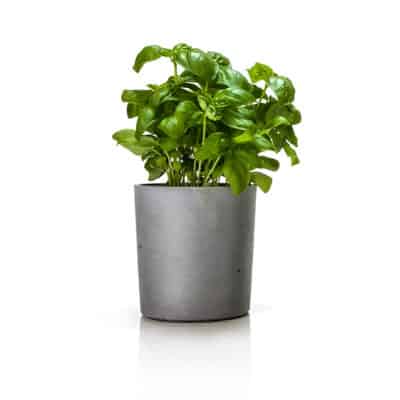 concrete flower pot with herbs