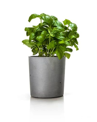 concrete flower pot with herbs