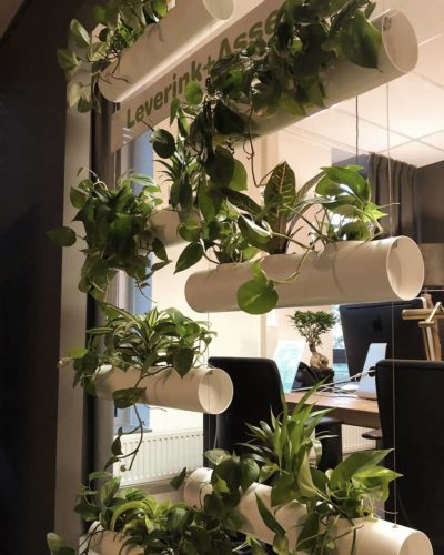 wall greening_Philodendron