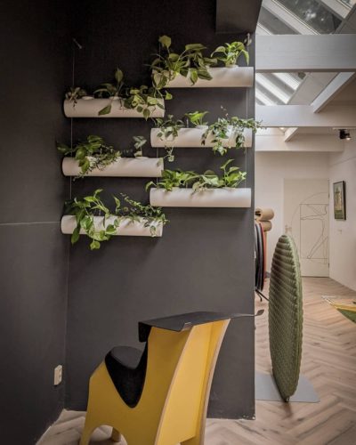 wall greening_Philodendron